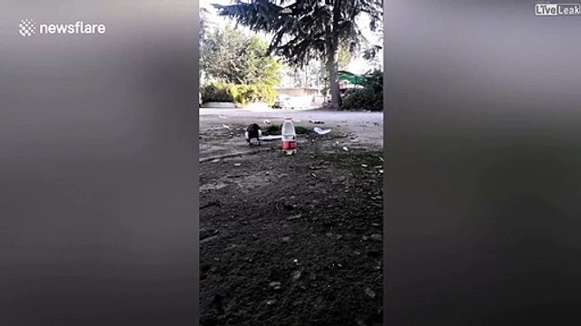 Une pie très intelligente utilise des cailloux pour faire déborder une bouteille d'eau et boire