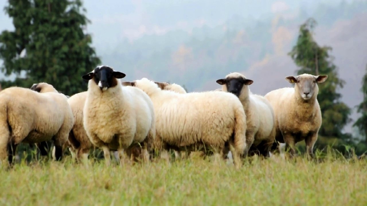 Sheep