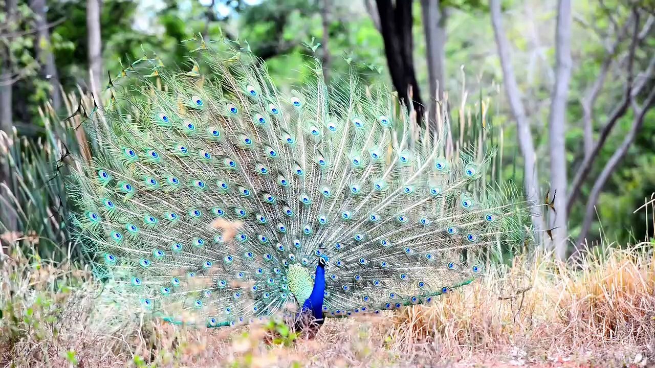 Peacock