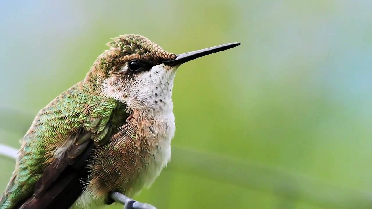 Hummingbird
