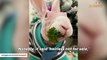 Woman adopts hairless bunny nearly put down