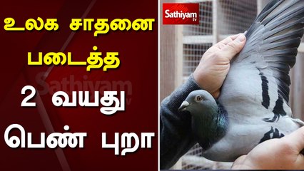 உலக சாதனை படைத்த 2 வயது பெண் புறா | Belgium | World record |  Female Dove