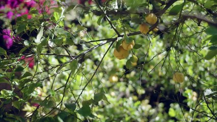 ANTONIO MACHADO LOS DÍAS AZULES Película  documental