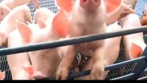 Amazing modern pork beef sheep processing technology. Incredible automatic goat milking factory_480p