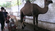 AYDIN - Aydın'da üretilen deve sütüne talep arttı