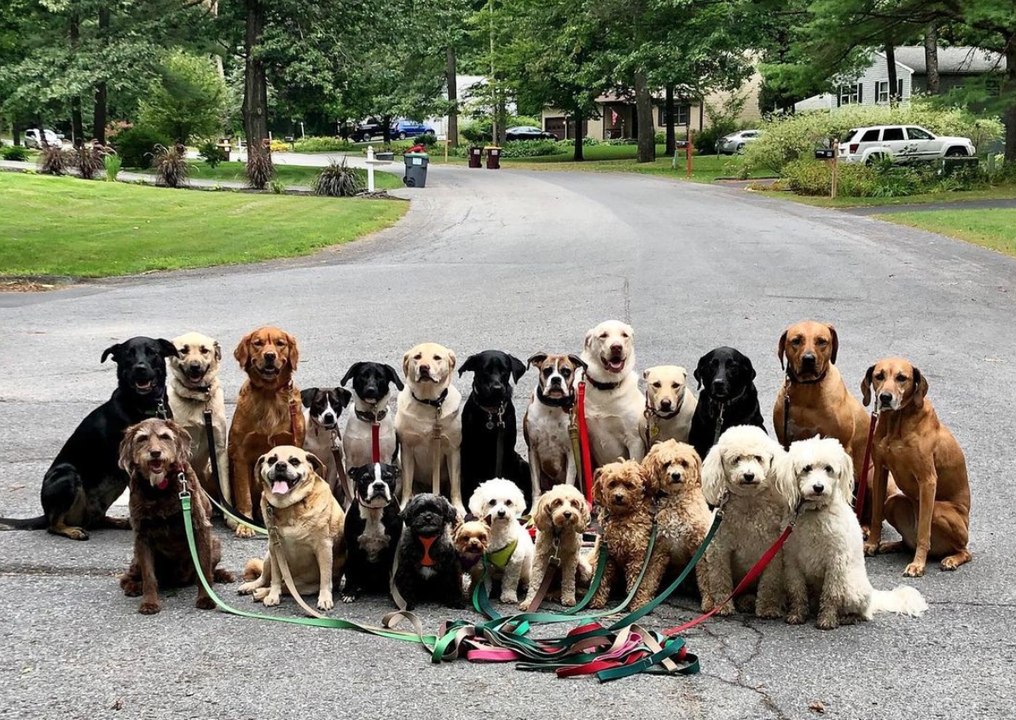 Ce promeneur de chien prend tous les jours des photos incroyables de ses "clients"