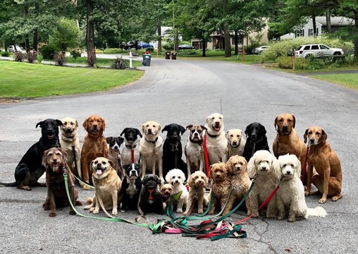 Ce promeneur de chien prend tous les jours des photos incroyables de ses clients