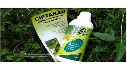 TERJANGKAU, WA 0812-9627-2689 jual degra simba di jepara