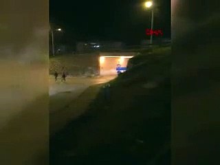 Aç kalan domuzlar şehir merkezine indi