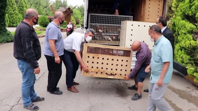 GAZİANTEP - Yaralı yabani ve kaçak hayvanlar Gaziantep Hayvanat Bahçesi'nde yaşama tutunuyor