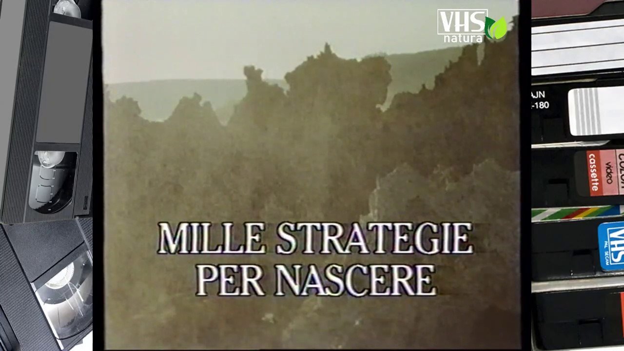 MILLE STRATEGIE PER NASCERE