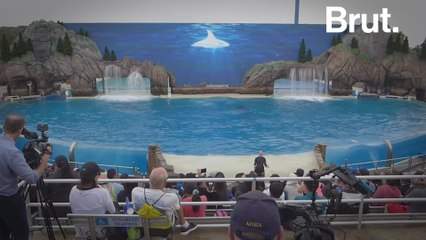 In some countries, the captive marine mammal industry continues to grow