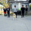 الكلب الراقص يحقق ملايين المشاهدات: شاهد الفيديو الذي خطف القلوب