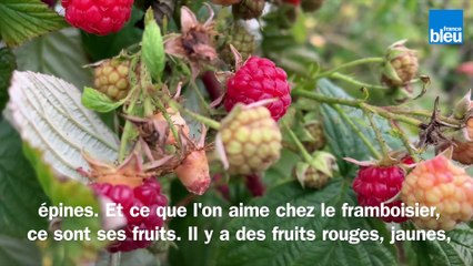 Roland Motte, jardinier : multipliez vos framboisiers
