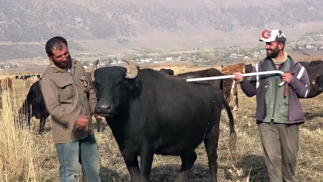 Sağır ve Dilsiz Kardeşler 20 Yıldır Çobanlık Yapıyor