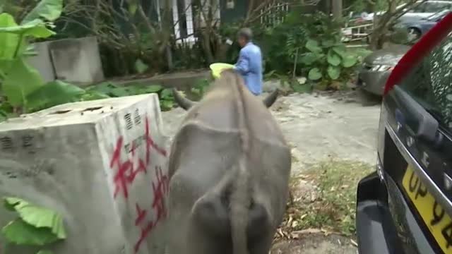 Una hongkonesa de 68 años cuida de búfalos abandonados como animales de granja