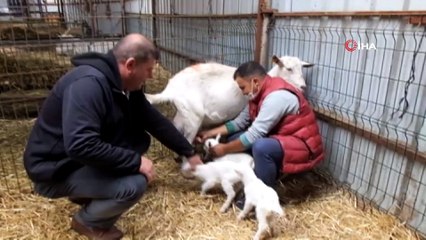 Burhaniye’de beşiz doğuran Akkız sahibini sevindirdi