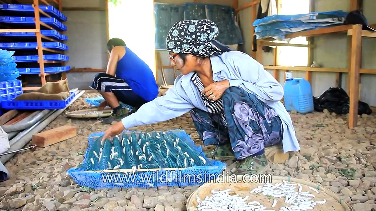 Silk worm farming in India_ how your silk is made