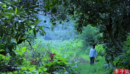 Un gourmet sain qui mieux que la viande, avec la douceur de la rosée rafraîchissante - Collybia albuminosa