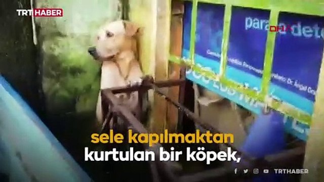 Meksika’da selden kurtarılan köpek sosyal medyada viral oldu