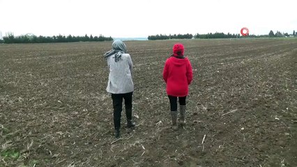 Kadın Çiftçiler, Bamya İçin Kolları Sıvadı