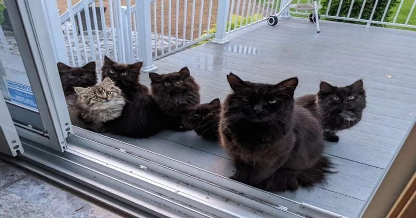 Une chatte errante présente ses chatons à la femme qui a pris soin d'elle