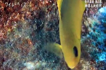 ワイルドライフ『世界遺産』宗像・沖ノ島・巨岩とサンゴの海に命あふれる