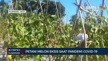 Petani Melon Eksis Saat Pendemi Covid-19