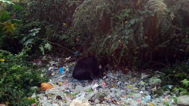 जहां पर बैठते हैं अधिकारी उसके बाहर मृतक अवस्था में पड़ी गाय,अधिकारी देखकर भी रहे अनजान