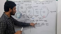 Angiosperms Part-4 Double Fertilization