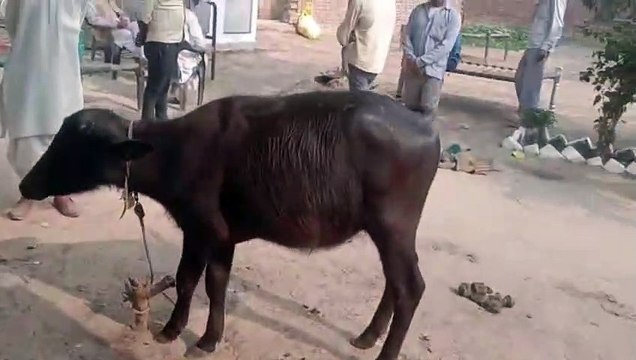 किसानों के 4 पदों पर अज्ञात ने डाला तेजाब, पुलिस ने संदिग्ध लोगों को हिरासत में लिया