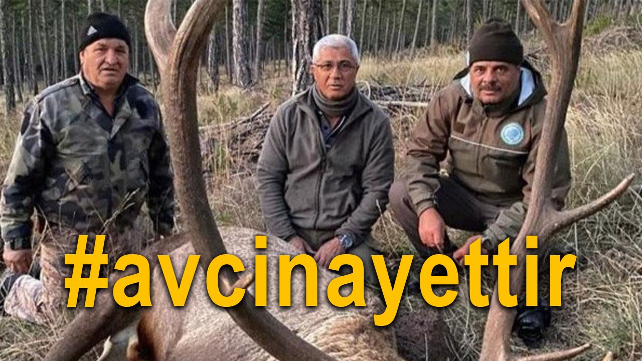 #avcinayettir