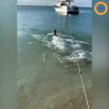 Ce chien se jette à l'eau face à un requin pour défendre ses maîtres