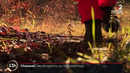 Chasse : les traques reprennent grâce à des dérogations