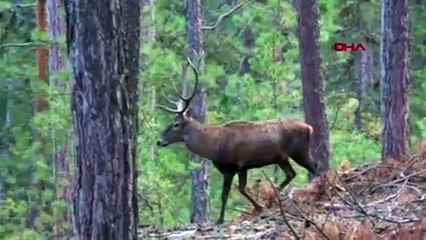 Kızıl geyik avlayan eski başkan: Yasal olmayan hiçbir şey yapmadım