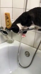 Chat qui fait sa gymnastique autour d'un robinet
