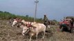 Tractor and trolley filled with sugarcane pulled out by bull | power of bull | tractor Vs bull