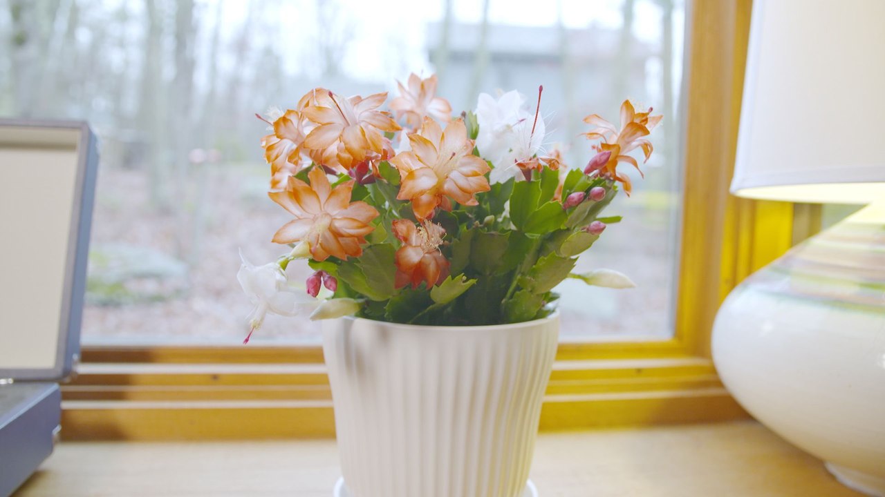 How to Care for a Christmas Cactus