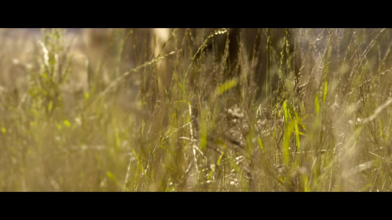 Legend of Tarzan - Clip Ansturm der Herde (Deutsch) HD