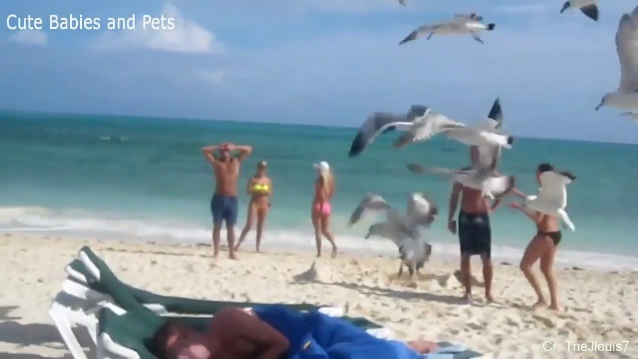man vs animals! New comedy video