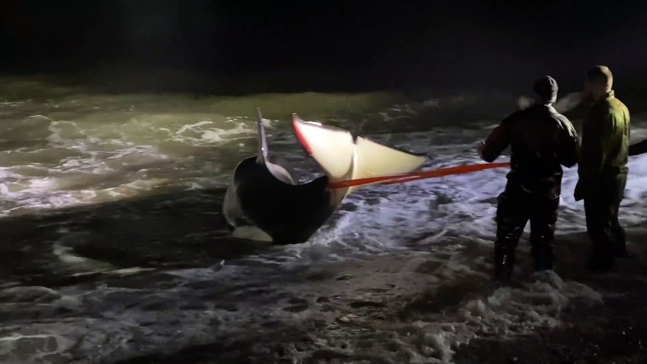 People Work to Rescue Whale