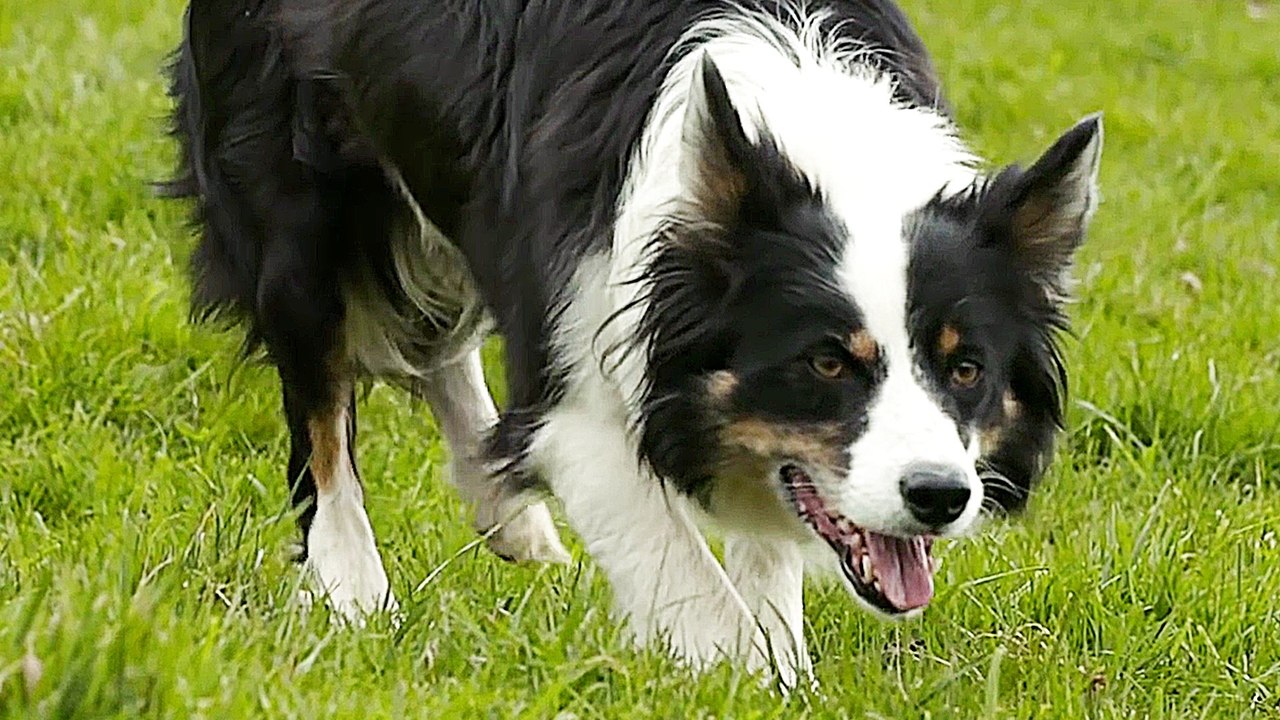 Freund oder Feind - Trailer (Deutsch) HD