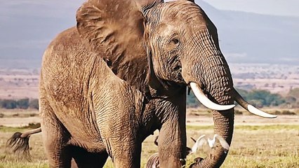 Elfenbein: Das weiÃŸe Gold - Trailer (Deutsche UT) HD