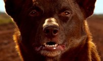 Red Dog True Blue - Trailer (English) HD