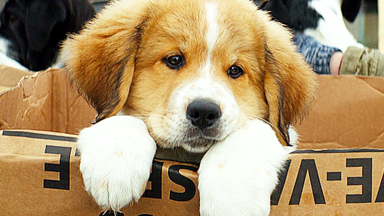 Bailey Ein Freund fÃ¼rs Leben - Trailer (Deutsch) HD