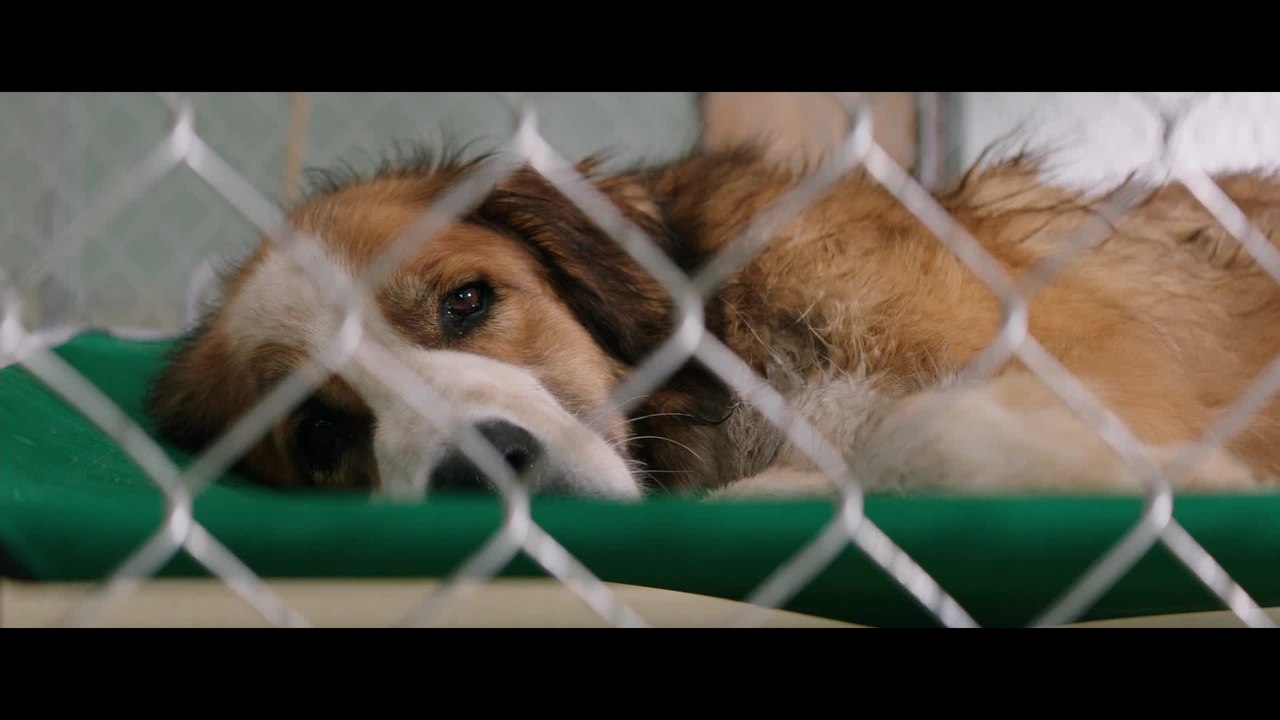 Bailey Ein Freund fÃ¼rs Leben - Clip 2 (Deutsch) HD