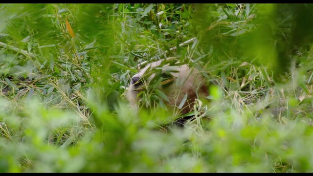 Born in China - Clip Meet Ya Ya (English) HD