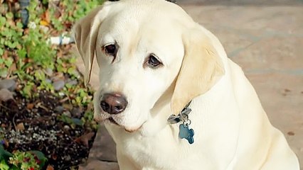 The Dog Who Saved Summer - Trailer (English) HD