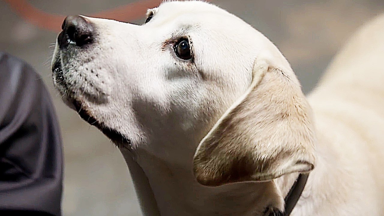 Ein Hund rettet den Sommer - Trailer (Deutsch)