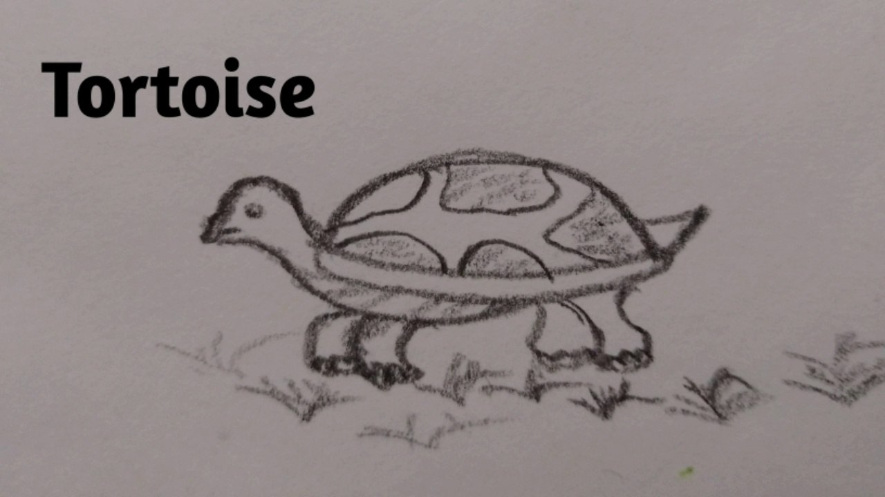 A tortoise drawing easy
